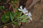 Sticky catchfly